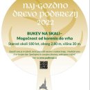 NAJ-gozdno-2022-tab-bukev